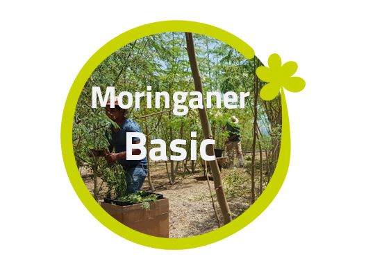 Moringaner - Basic, ohne Bäume