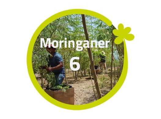 Moringaner - 6 Moringabäume