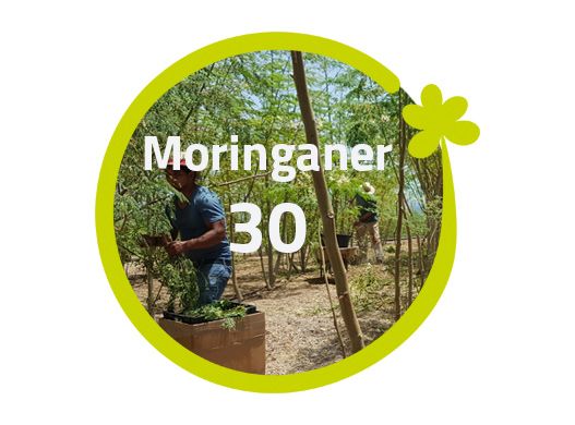 Moringaner - 30 Moringabäume