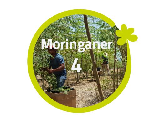 Moringaner - 4 Moringabäume
