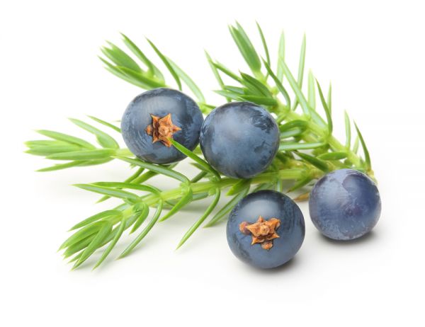 Wacholderbeeren gemahlen