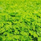 Moringa/Artemisia Kapseln, 90 Stück