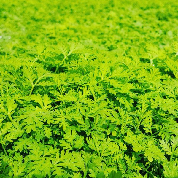 2 x Artemisia Kapseln, 300 Stück