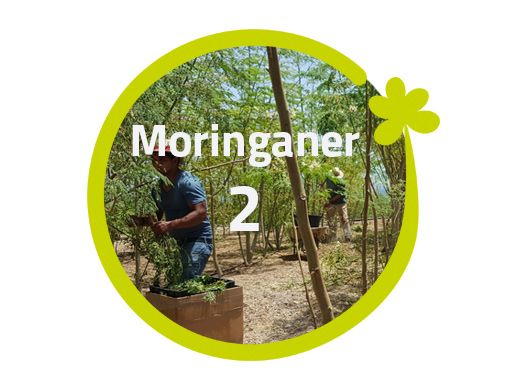 Moringaner - 2 Moringabäume